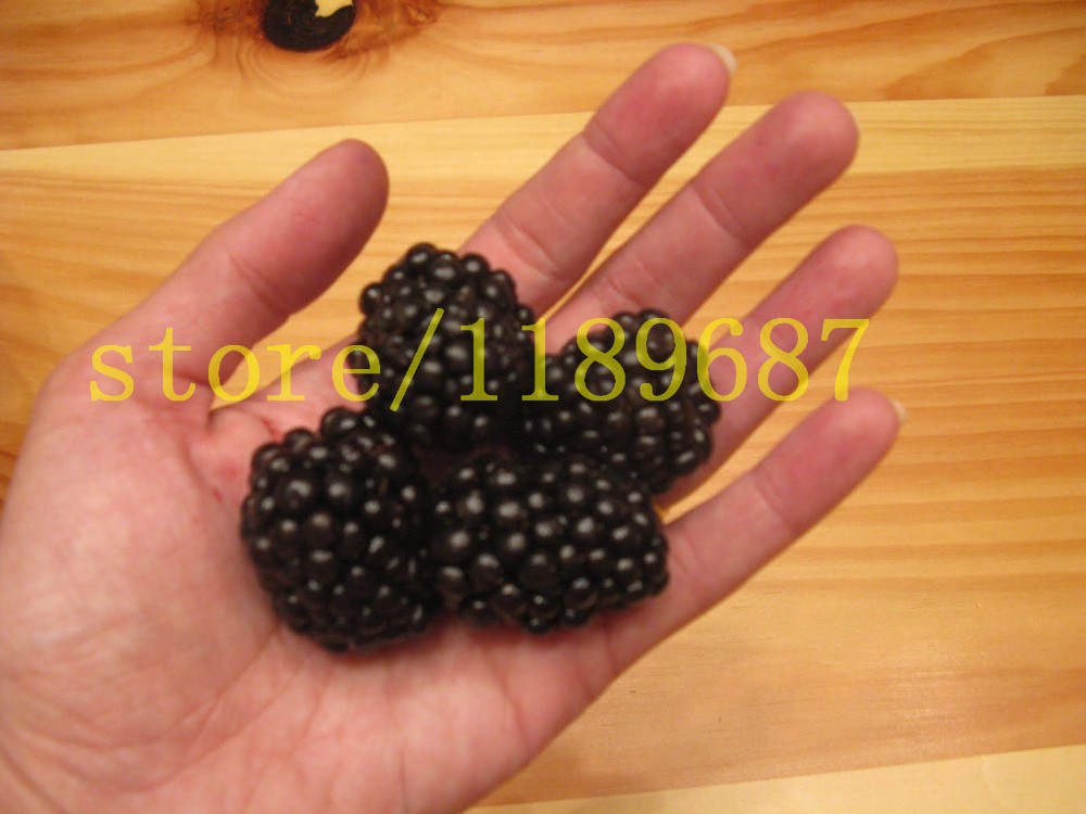 200pcs-real-quality-blackberry-fruit-seeds-rare-fruit-seeds-for-home-garden-planting-NO-GMO-grow-fas-32517741116