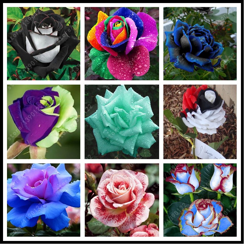 200pcsbag-rare-mixed-COLORS-rose-seeds-rainbow-rose-seeds-bonsai-flower-seeds-black-rose-rare-balcon-32399628929