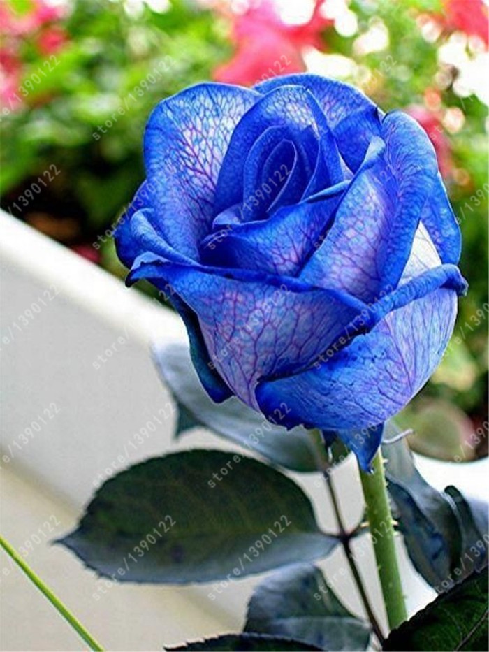 200pcsbag-rare-mixed-COLORS-rose-seeds-rainbow-rose-seeds-bonsai-flower-seeds-black-rose-rare-balcon-32399628929