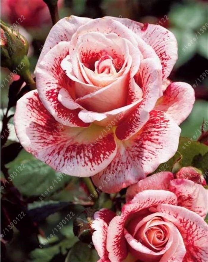 200pcsbag-rare-mixed-COLORS-rose-seeds-rainbow-rose-seeds-bonsai-flower-seeds-black-rose-rare-balcon-32399628929