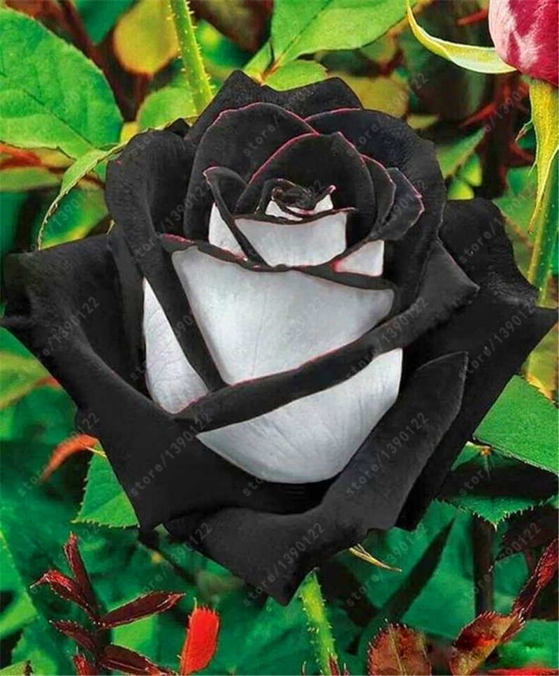 200pcsbag-rare-mixed-COLORS-rose-seeds-rainbow-rose-seeds-bonsai-flower-seeds-black-rose-rare-balcon-32399628929