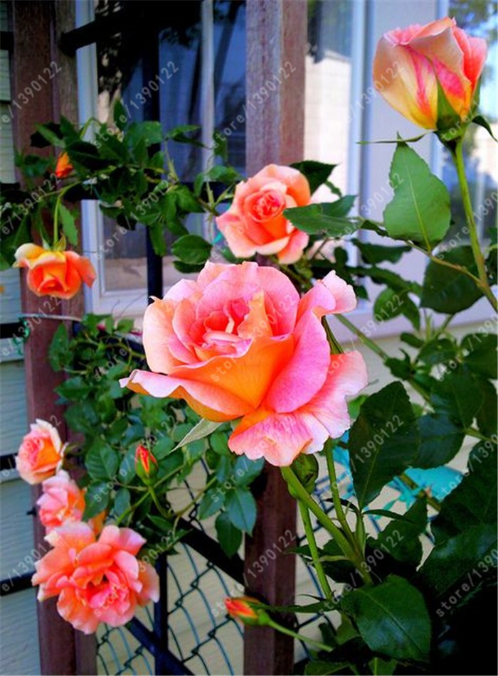 200pcsbag-rare-mixed-COLORS-rose-seeds-rainbow-rose-seeds-bonsai-flower-seeds-black-rose-rare-balcon-32399628929