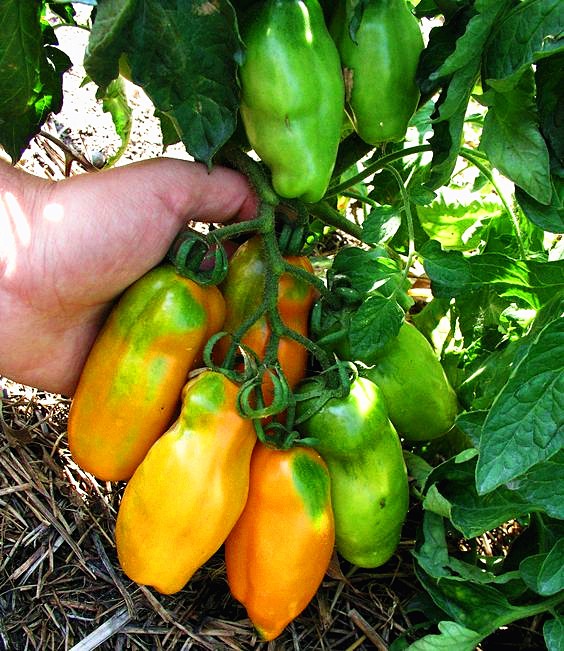 20pcs-Lemon-Tree-seeds-fruit-seeds-bonsai-plant-DIY-home-garden--BONSAI-seeds-Edible-Green-Lemon-see-2021919055