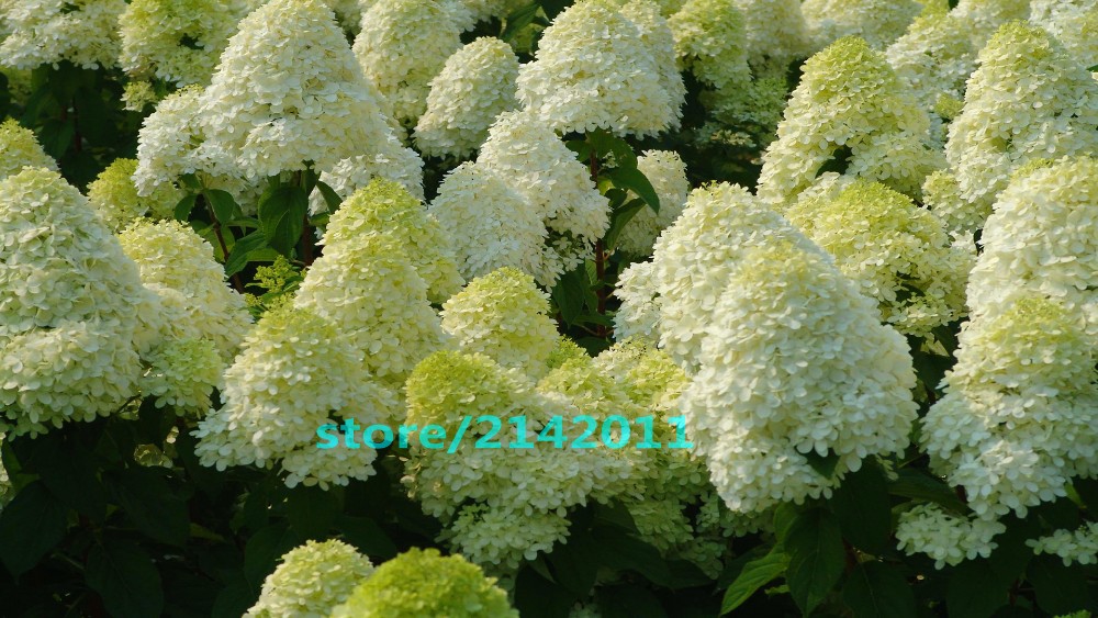 20pcsbag-Hydrangea-seedHydrangea-paniculata-39Vanilla-Fraise39-rare-bonsai-hydrangea-flower-seedspot-32633604168