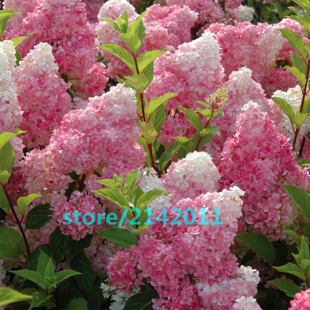 20pcsbag-Hydrangea-seedHydrangea-paniculata-39Vanilla-Fraise39-rare-bonsai-hydrangea-flower-seedspot-32633604168