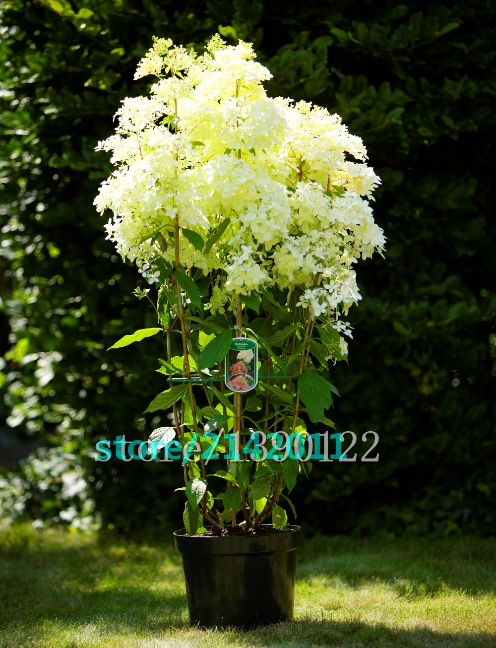 20pcsbag-Hydrangea-seedHydrangea-paniculata-39Vanilla-Fraise39-rare-bonsai-hydrangea-flower-seedspot-32633604168