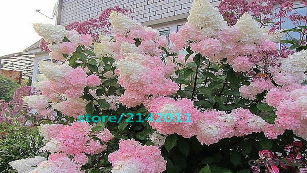 20pcsbag-Hydrangea-seedHydrangea-paniculata-39Vanilla-Fraise39-rare-bonsai-hydrangea-flower-seedspot-32633604168