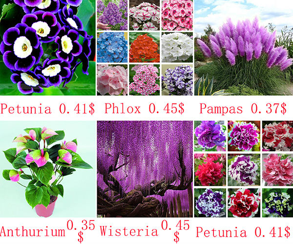 22-varieties-of-Bonsai-pot-Flowers-Seeds-Senior-Ornamental-Orchid-home-garden-Plants-Indoor-200pcs-P-32585150622