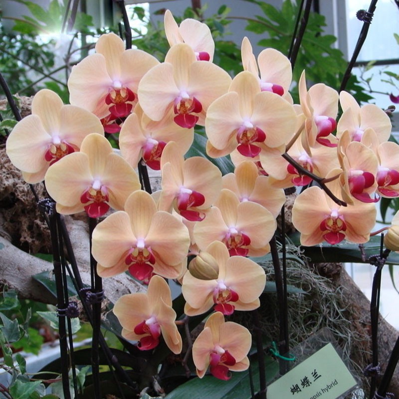 22-varieties-of-Bonsai-pot-Flowers-Seeds-Senior-Ornamental-Orchid-home-garden-Plants-Indoor-200pcs-P-32585150622