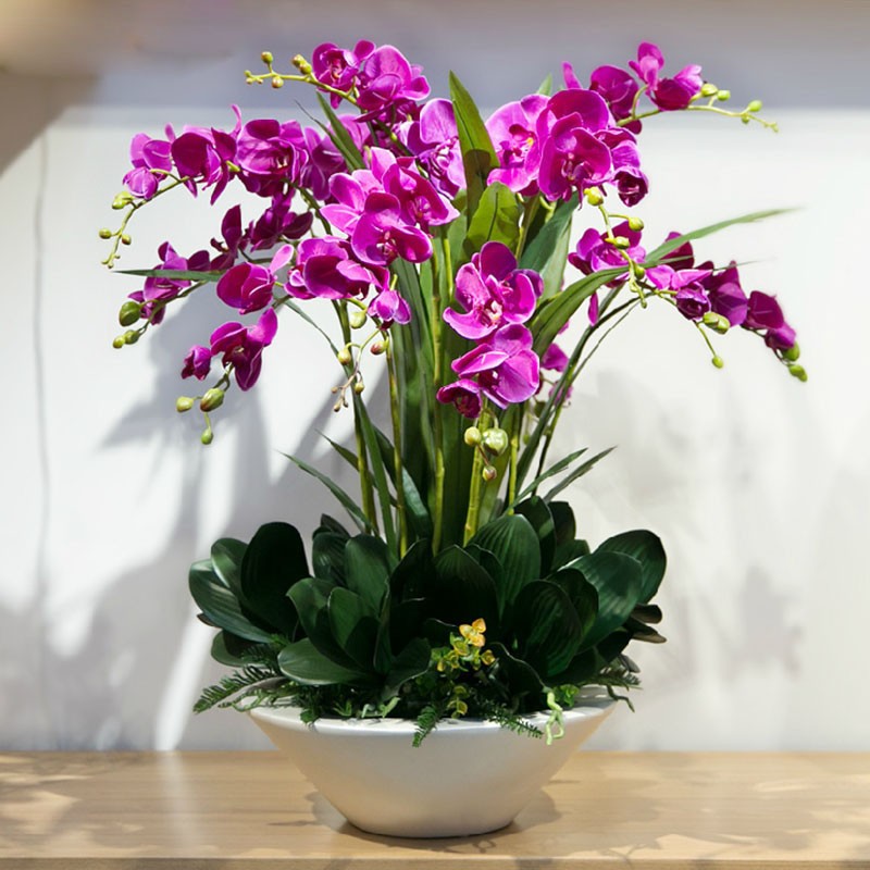 22-varieties-of-Bonsai-pot-Flowers-Seeds-Senior-Ornamental-Orchid-home-garden-Plants-Indoor-200pcs-P-32585150622