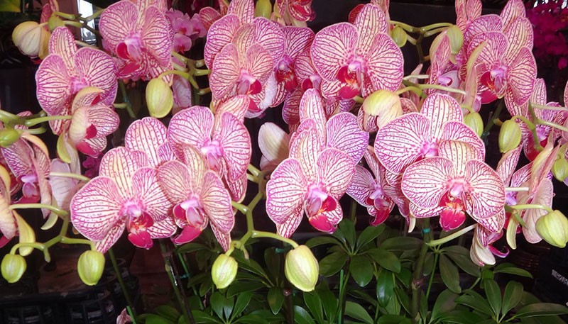 22-varieties-of-Bonsai-pot-Flowers-Seeds-Senior-Ornamental-Orchid-home-garden-Plants-Indoor-200pcs-P-32585150622