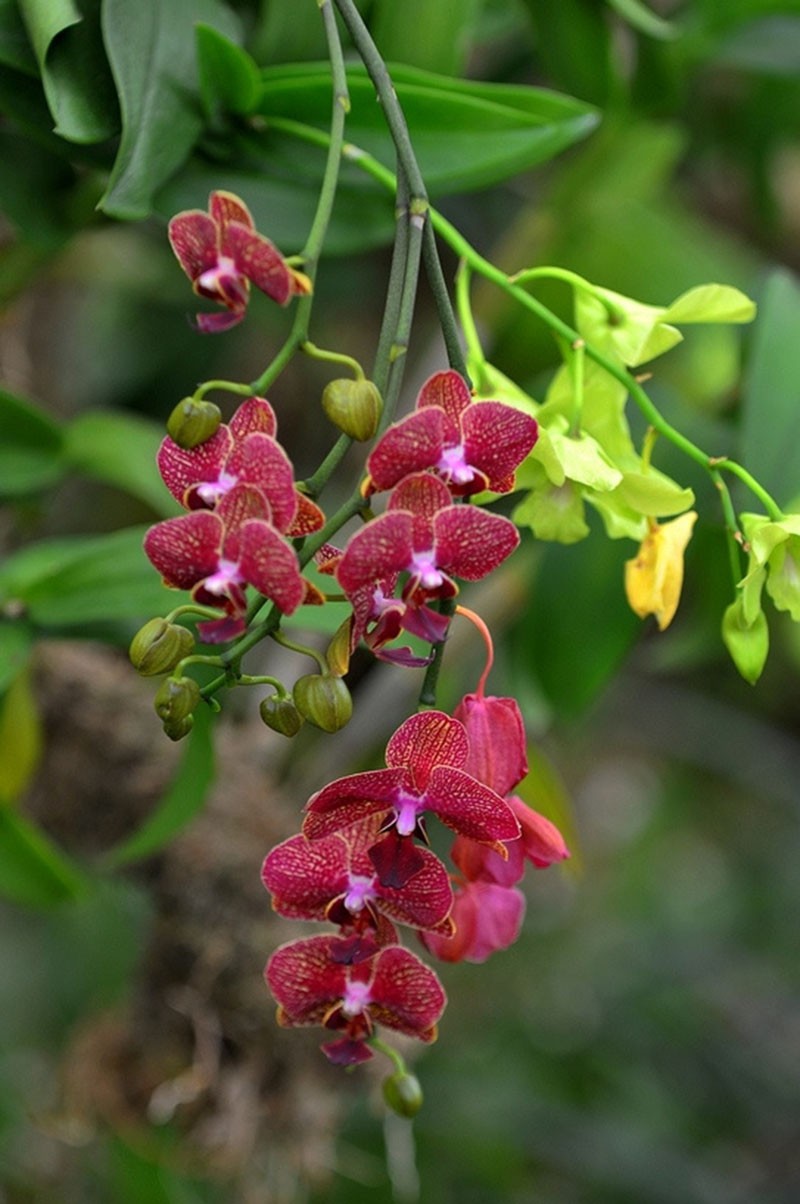 22-varieties-of-Bonsai-pot-Flowers-Seeds-Senior-Ornamental-Orchid-home-garden-Plants-Indoor-200pcs-P-32585150622