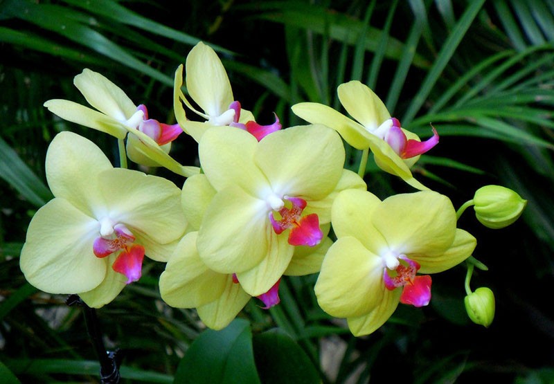 22-varieties-of-Bonsai-pot-Flowers-Seeds-Senior-Ornamental-Orchid-home-garden-Plants-Indoor-200pcs-P-32585150622