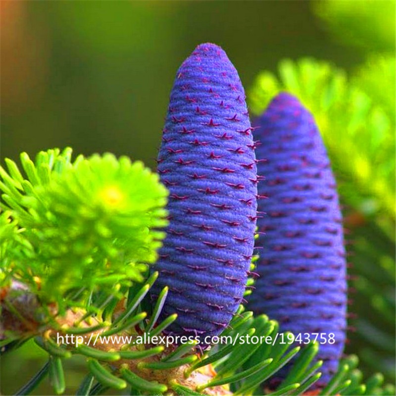 300Pcs-Giant-Red-Climbing-Strawberry-Seeds-Garden-Fruit-Plant-Sweet-And-Delicious-32513664469