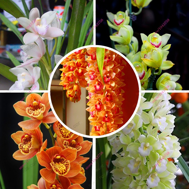 300Pcs-Giant-Red-Climbing-Strawberry-Seeds-Garden-Fruit-Plant-Sweet-And-Delicious-32513664469