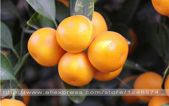 30pcs-Edible-Fruit-Mandarin-Bonsai-Tree-Seeds-Citrus-seed-Bonsai-Mandarin-Orange-Seeds-32385309672