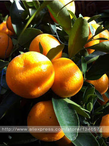 30pcs-Edible-Fruit-Mandarin-Bonsai-Tree-Seeds-Citrus-seed-Bonsai-Mandarin-Orange-Seeds-32385309672