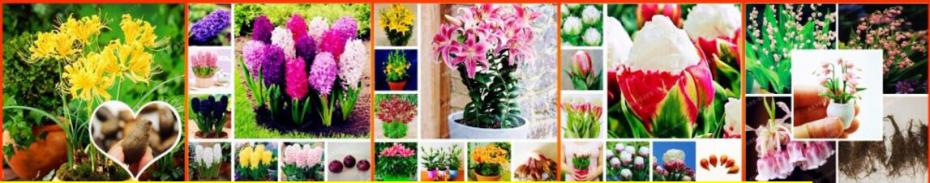 328-On-Sale-100-pcs-Seeds-Rare-Holland-Rainbow-Rose-Flower-Home-Garden-Rare-Flower-Seeds-Colorful-Ro-32621639787