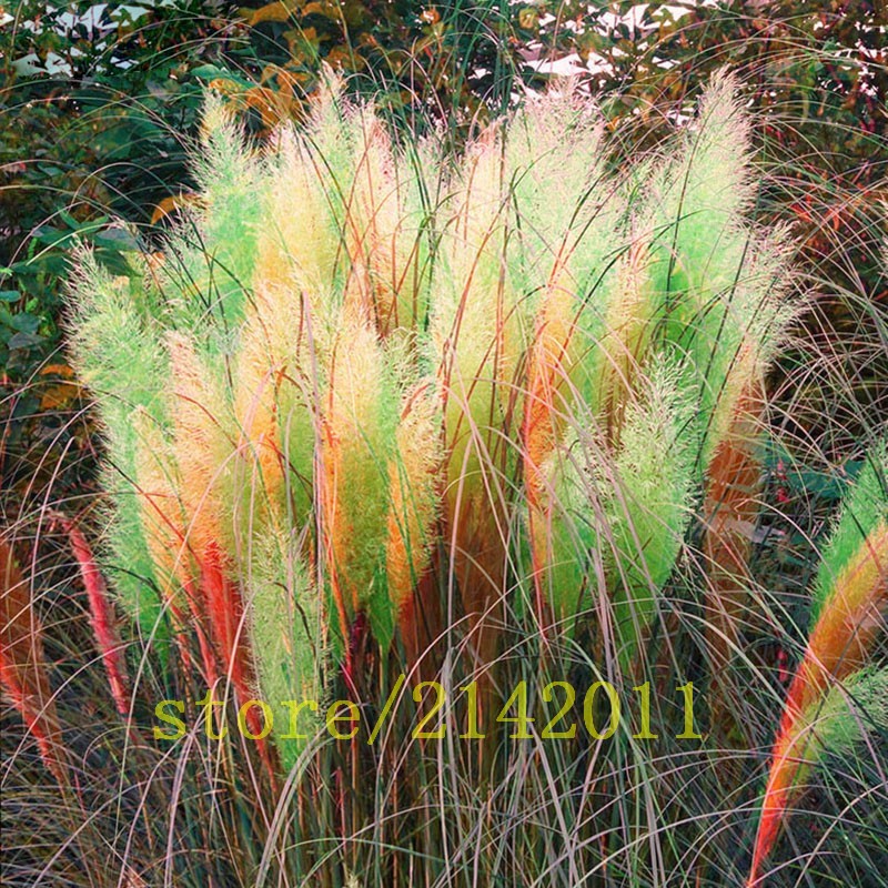 400pcsbag-pampas-garsspampas-seedspampas-grass-plantOrnamental-Plant-Flowers-Cortaderia-Selloana-Gra-32633646785