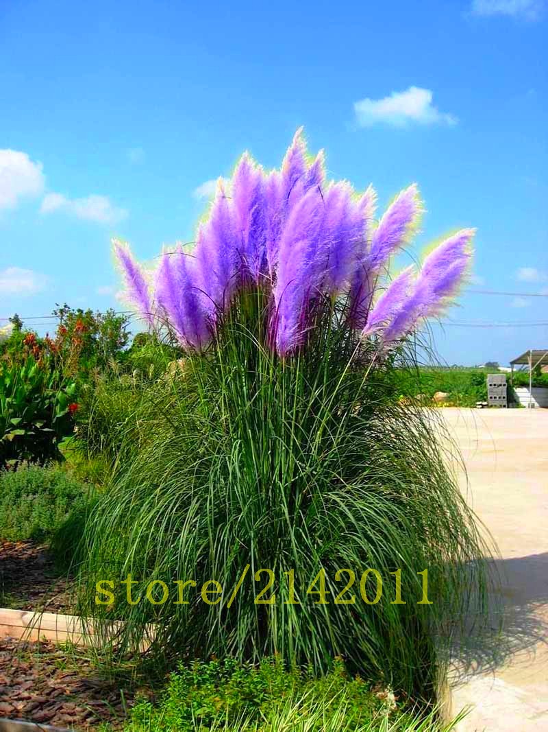 400pcsbag-pampas-garsspampas-seedspampas-grass-plantOrnamental-Plant-Flowers-Cortaderia-Selloana-Gra-32633646785