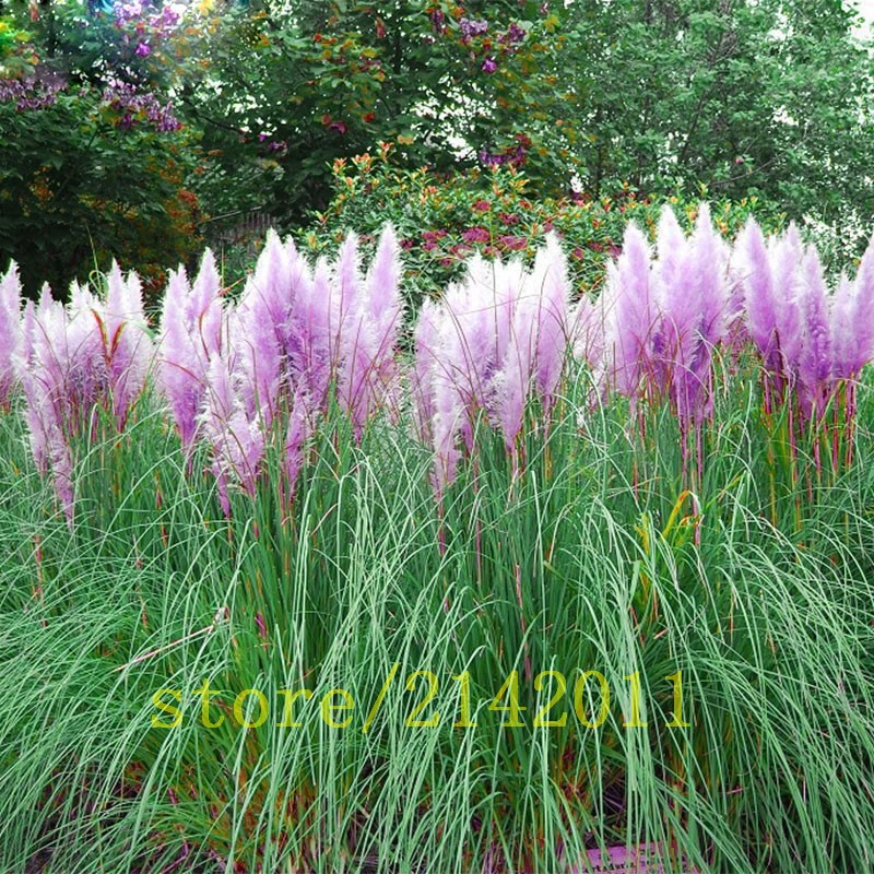 400pcsbag-pampas-garsspampas-seedspampas-grass-plantOrnamental-Plant-Flowers-Cortaderia-Selloana-Gra-32633646785