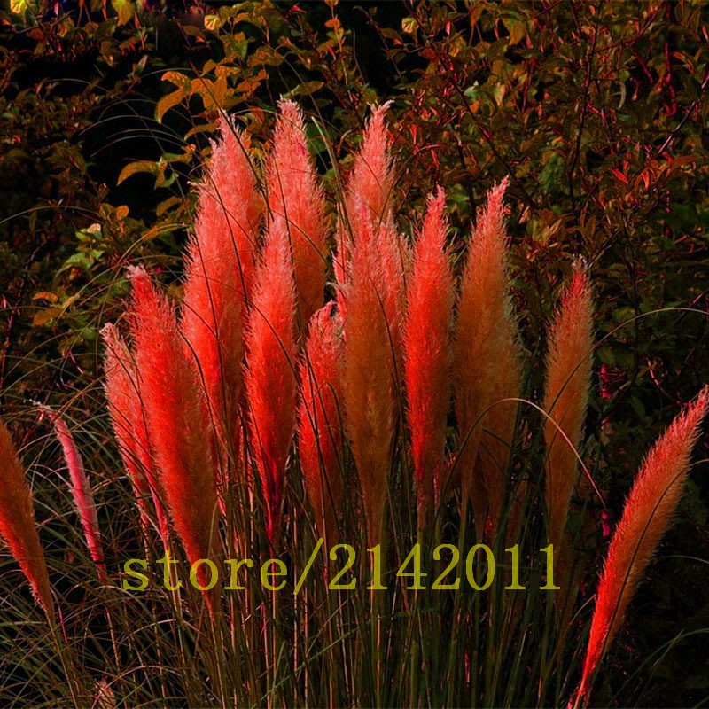 400pcsbag-pampas-garsspampas-seedspampas-grass-plantOrnamental-Plant-Flowers-Cortaderia-Selloana-Gra-32633646785