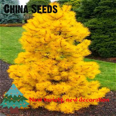 50-Particles-Potted-Banana-Melon-Seeds-Beautiful-Garden-Bonsai-Plants-Golden-Elongated-Pumpkin-Origi-32629530713