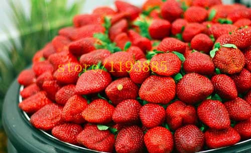 500-pcs-climbing-strawberry-seeds-Climbing-Red-Strawberry-Seeds-With-SALUBRIOUS-TASTE--NON-GMO-Straw-32514921250