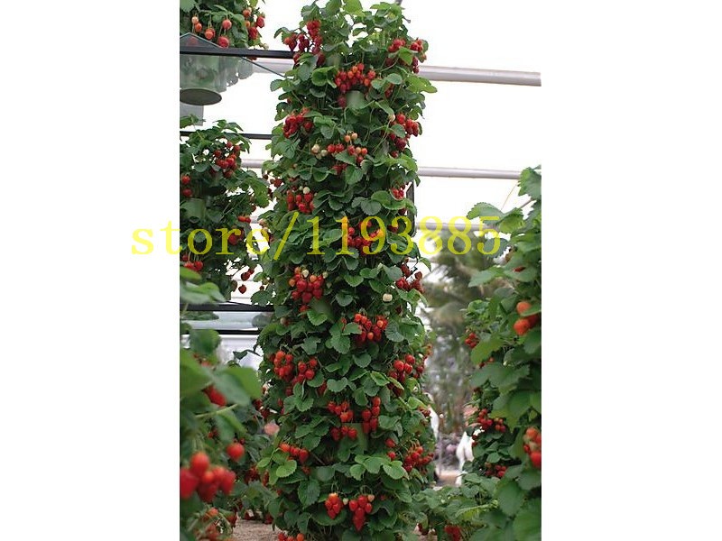 500-pcs-climbing-strawberry-seeds-Climbing-Red-Strawberry-Seeds-With-SALUBRIOUS-TASTE--NON-GMO-Straw-32514921250