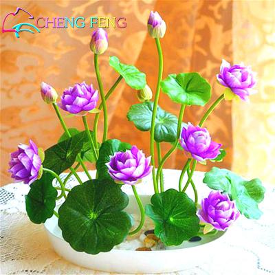 50pcs-Purple-Giant-Allium-Giganteum-GLOBEMASTER-Beautiful-Flower-Seeds-the-Budding-Rate-95-Garden-Pl-32441392992