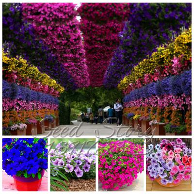 50pcs-Purple-Giant-Allium-Giganteum-GLOBEMASTER-Beautiful-Flower-Seeds-the-Budding-Rate-95-Garden-Pl-32441392992