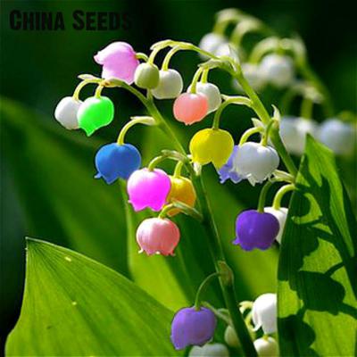 50pcs-promotion-Blue-Dionaea-Muscipula-Giant-Clip-Venus-Flytrap-Seeds-Bonsai-Plants-Very-Easy-Grow-F-32672991185