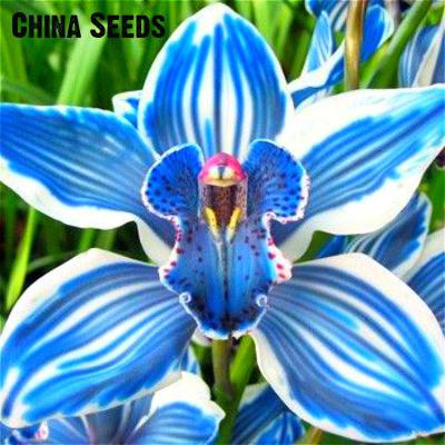 50pcs-promotion-Blue-Dionaea-Muscipula-Giant-Clip-Venus-Flytrap-Seeds-Bonsai-Plants-Very-Easy-Grow-F-32672991185