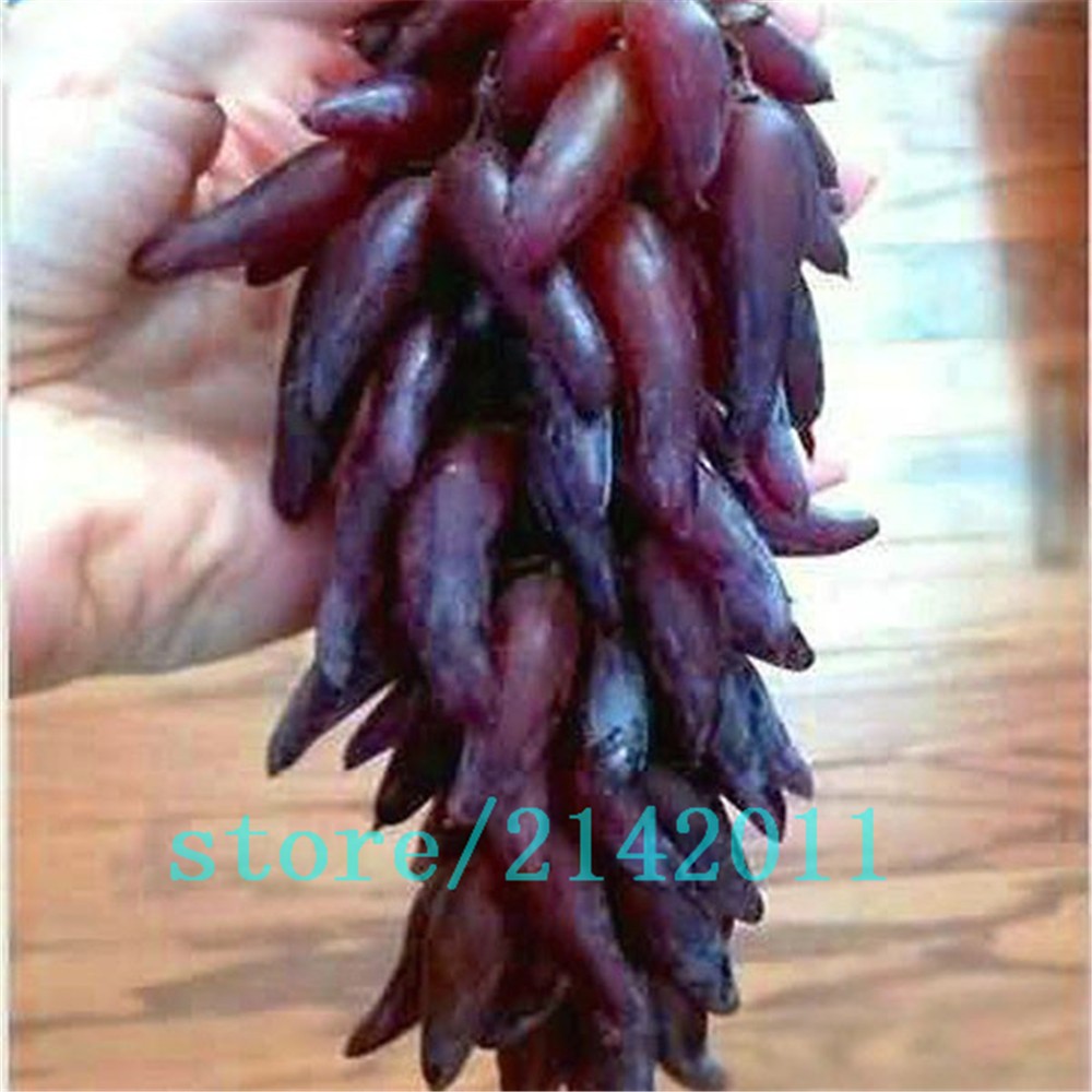 50pcsbag-Rare-finger-grape-seedsAdvanced-fruit-seedsNatural-growth-grapes-Delicious-bonsai-potted-pl-32633674676