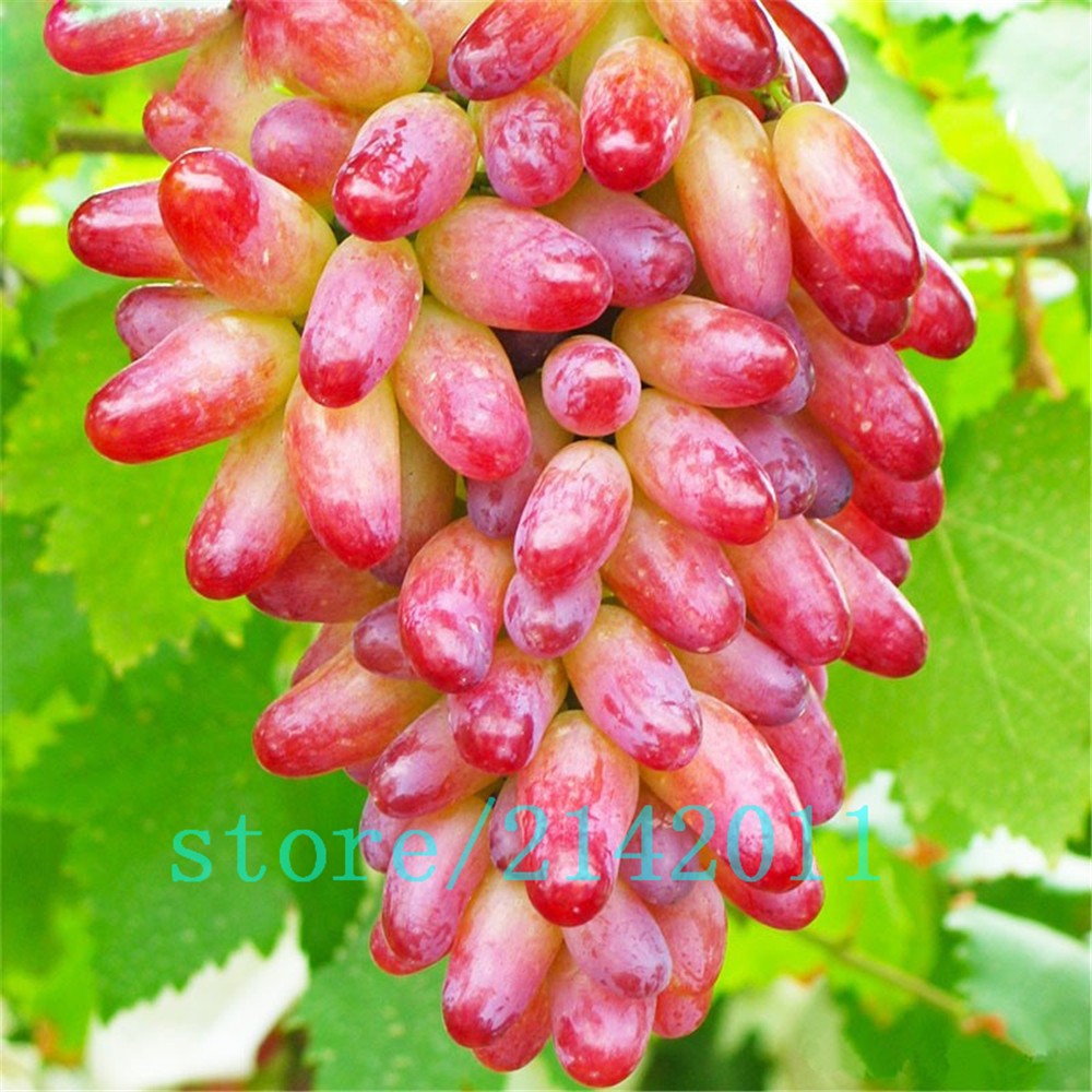 50pcsbag-Rare-finger-grape-seedsAdvanced-fruit-seedsNatural-growth-grapes-Delicious-bonsai-potted-pl-32633674676