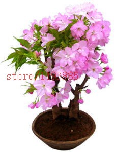 6-colors-japanese-sakura-seeds-2015-new-seeds-Cherry-Blossoms-Seeds-Japanese-Cherry-Cerasus-Yedoensi-32514886532