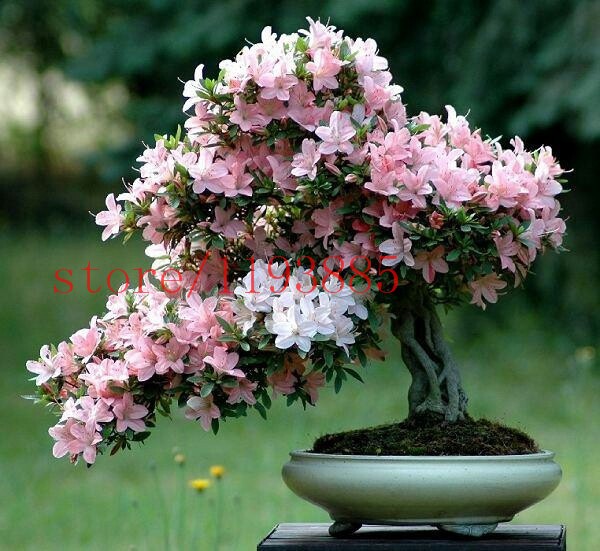 6-colors-japanese-sakura-seeds-2015-new-seeds-Cherry-Blossoms-Seeds-Japanese-Cherry-Cerasus-Yedoensi-32514886532