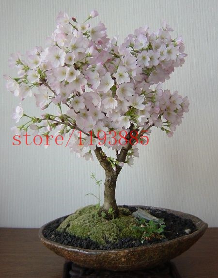 6-colors-japanese-sakura-seeds-2015-new-seeds-Cherry-Blossoms-Seeds-Japanese-Cherry-Cerasus-Yedoensi-32514886532