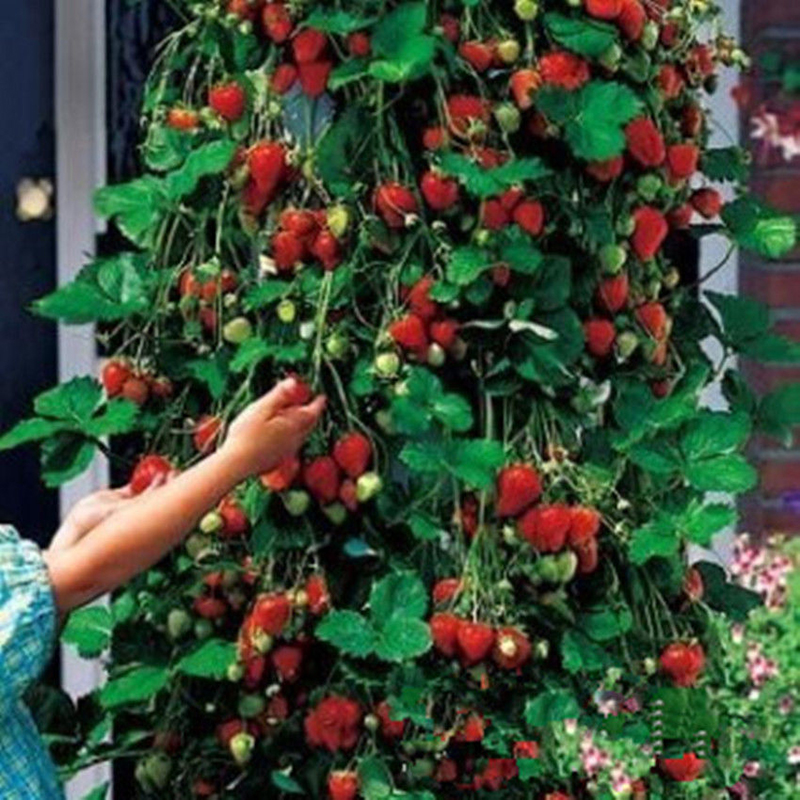 800pcs-Strawberry-seeds-2016-new-red-giant--Climbing-Strawberry-Fruit-Plant-Seeds-for--Home-Garden-p-32613823611