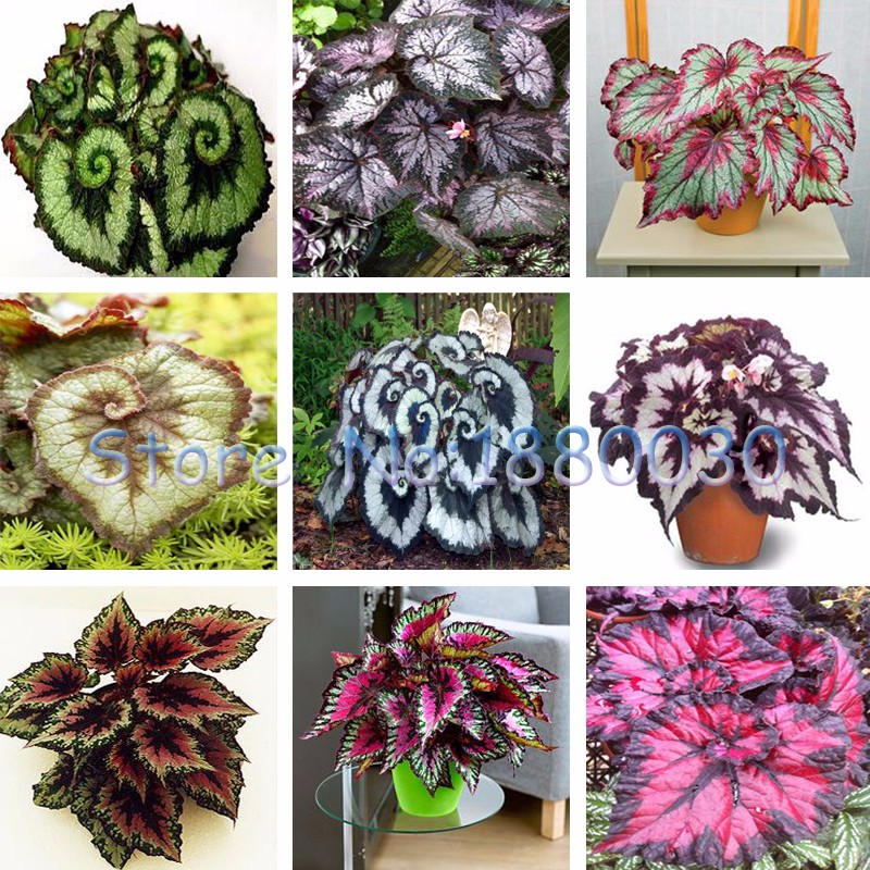 9-colors-30PCS-Beautiful-Begonia-flower-seeds-flowers-potted-bonsai-garden-courtyard-balcony-Coleus--32655581660