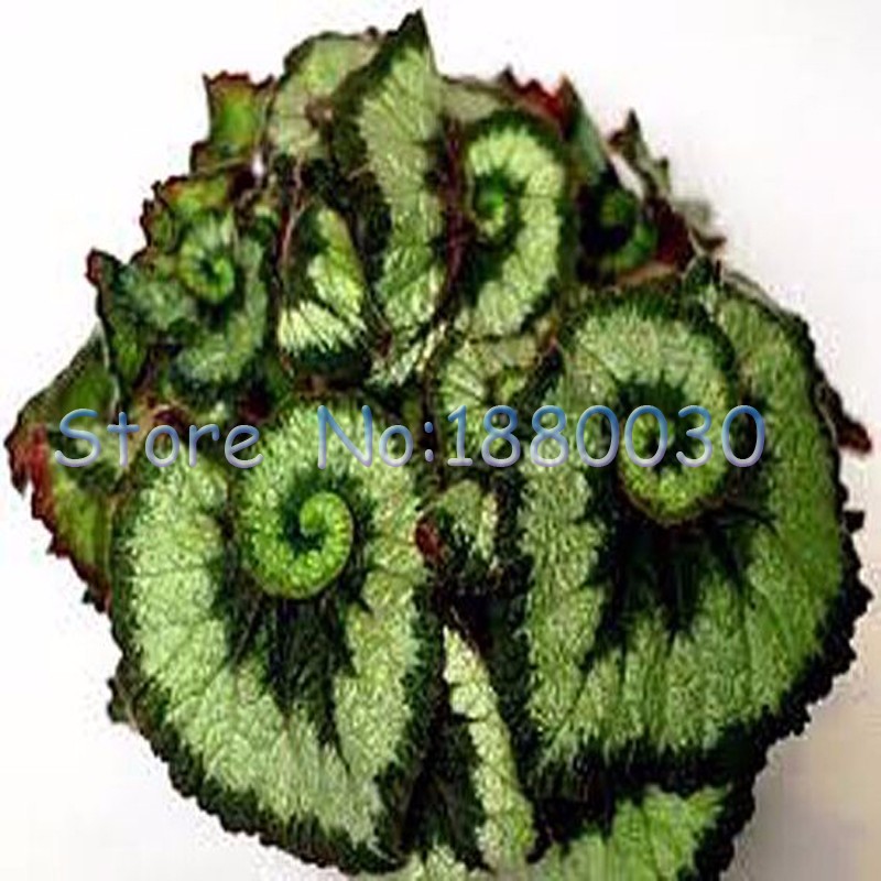 9-colors-30PCS-Beautiful-Begonia-flower-seeds-flowers-potted-bonsai-garden-courtyard-balcony-Coleus--32655581660