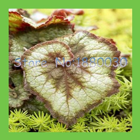 9-colors-30PCS-Beautiful-Begonia-flower-seeds-flowers-potted-bonsai-garden-courtyard-balcony-Coleus--32655581660