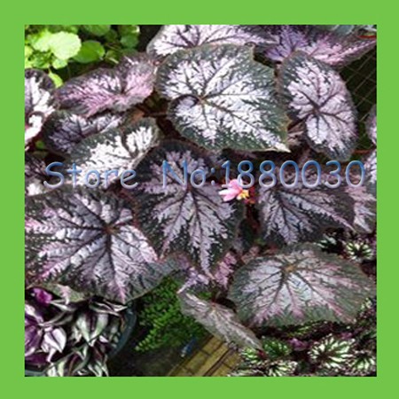 9-colors-30PCS-Beautiful-Begonia-flower-seeds-flowers-potted-bonsai-garden-courtyard-balcony-Coleus--32655581660