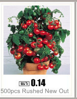 Apple-red-apple-fruit-love-red-meat-potted-fruit-trees-can-be-planted-fruit-trees-50-SeedsPack-32396336725