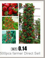 Apple-red-apple-fruit-love-red-meat-potted-fruit-trees-can-be-planted-fruit-trees-50-SeedsPack-32396336725