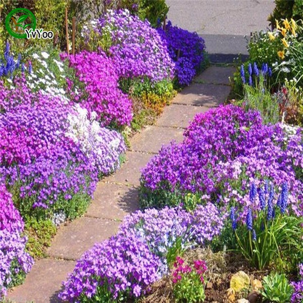 Flower-seeds-Creeping-Thyme-Seeds-or-Blue-ROCK-CRESS-seeds---Perennial-Ground-cover--garden-decorati-32424935057