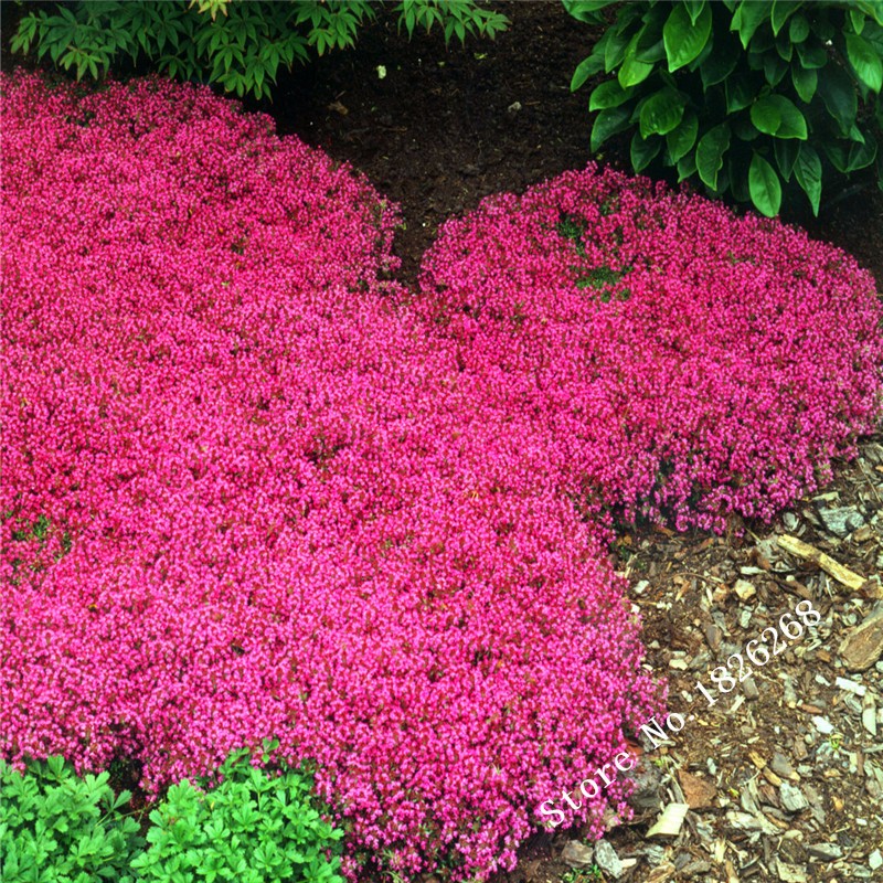 Flower-seeds-Creeping-Thyme-Seeds-or-Blue-ROCK-CRESS-seeds---Perennial-Ground-cover--garden-decorati-32424935057