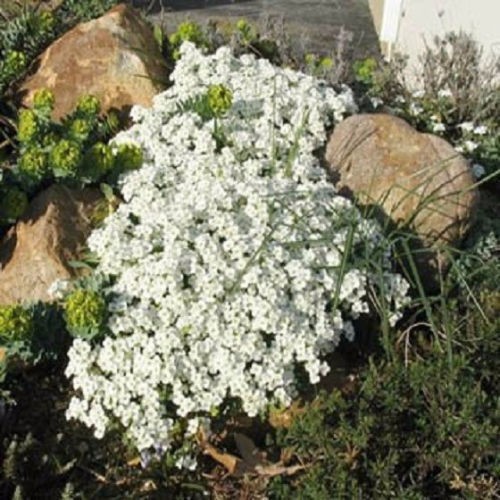 Flower-seeds-Creeping-Thyme-Seeds-or-Blue-ROCK-CRESS-seeds---Perennial-Ground-cover--garden-decorati-32424935057