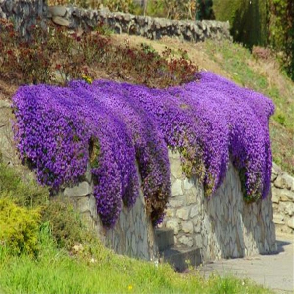 Flower-seeds-Creeping-Thyme-Seeds-or-Blue-ROCK-CRESS-seeds---Perennial-Ground-cover--garden-decorati-32424935057