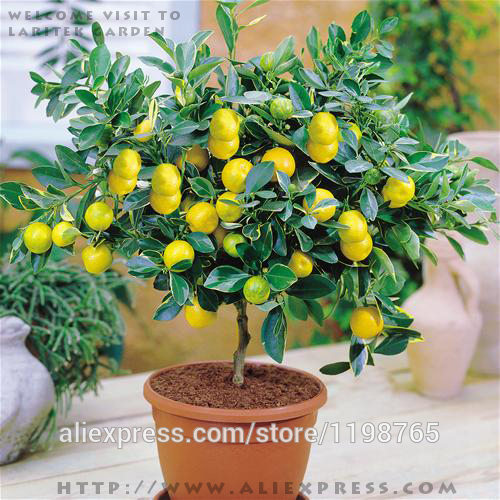 Free-shipping-50-LEMON-TREE-SEEDS-WITH-HERMETIC-PACKING--indoor-outdoor-AVAILABLE--HEIRLOOM-FRUIT-SE-32230659211